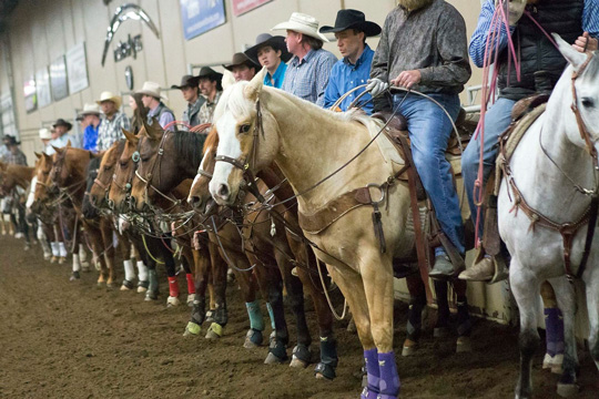 Horses lined up at a sale